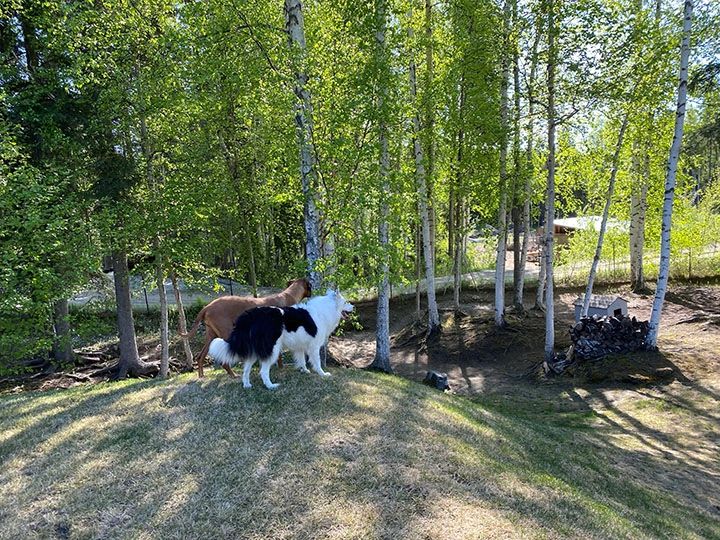 Two dogs standing on grassy hill