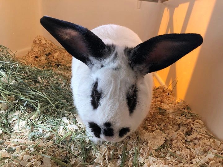 Rabbit eating hay in enclosure