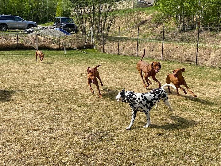 Group of dogs running together outdoors