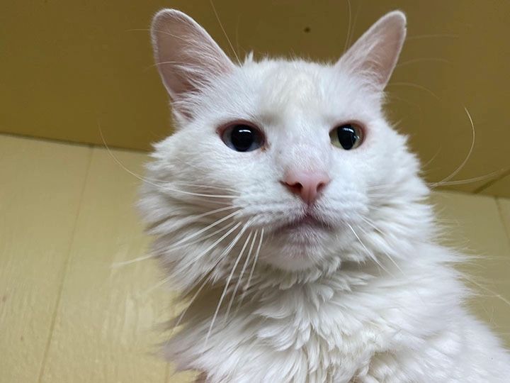 Fluffy white cat looking up