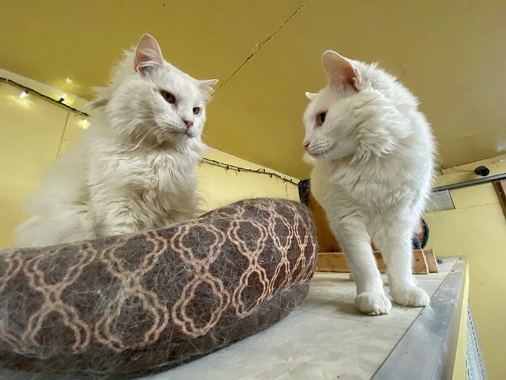 Cats sitting and observing each other