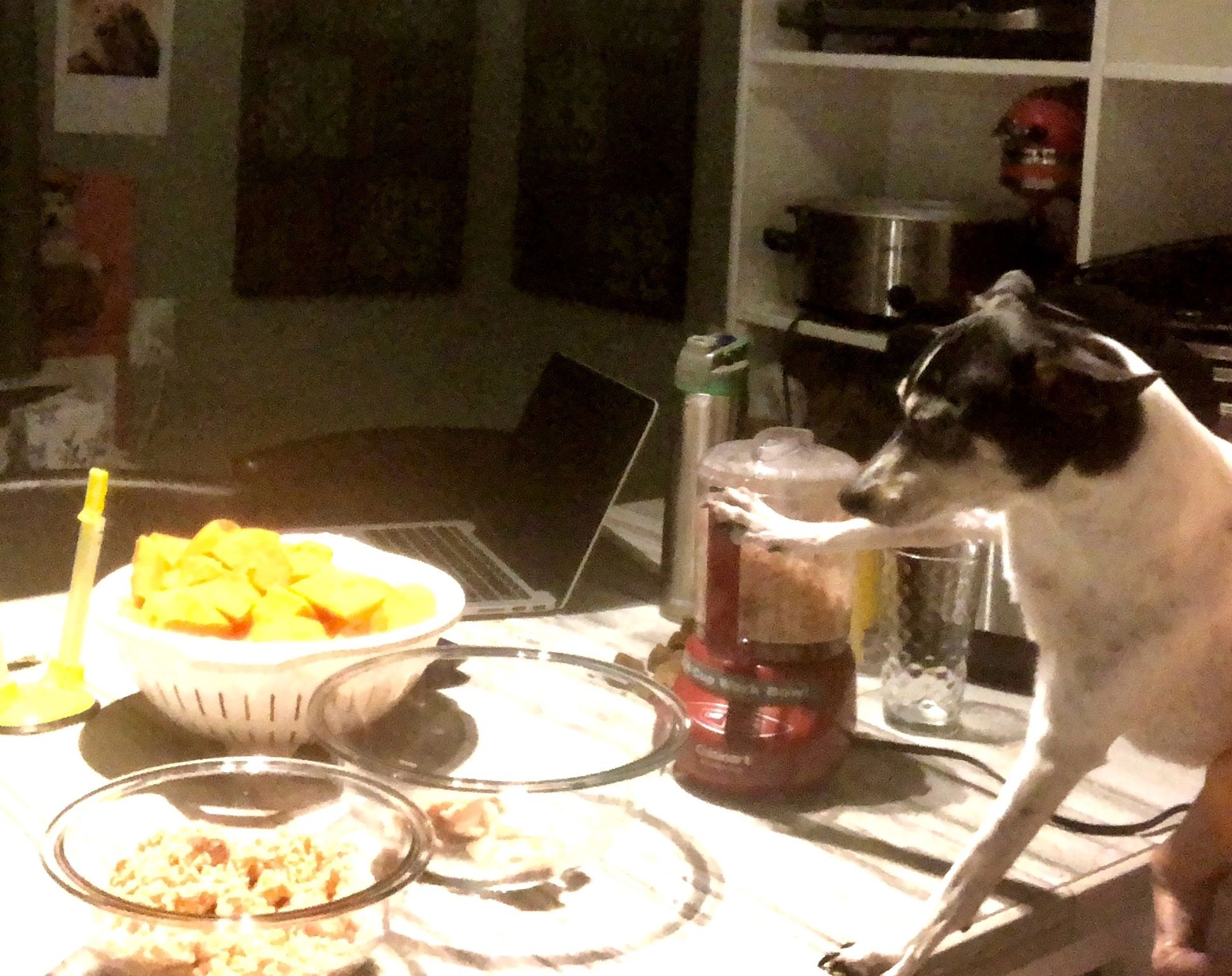Dog looking at food on kitchen counter