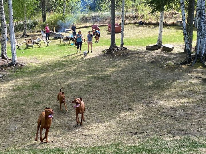 Dogs running in open field