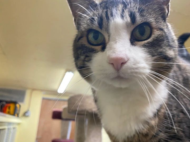 Close-up of a tabby cat indoors