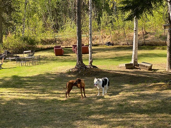 Outdoor scene with two dogs near trees.