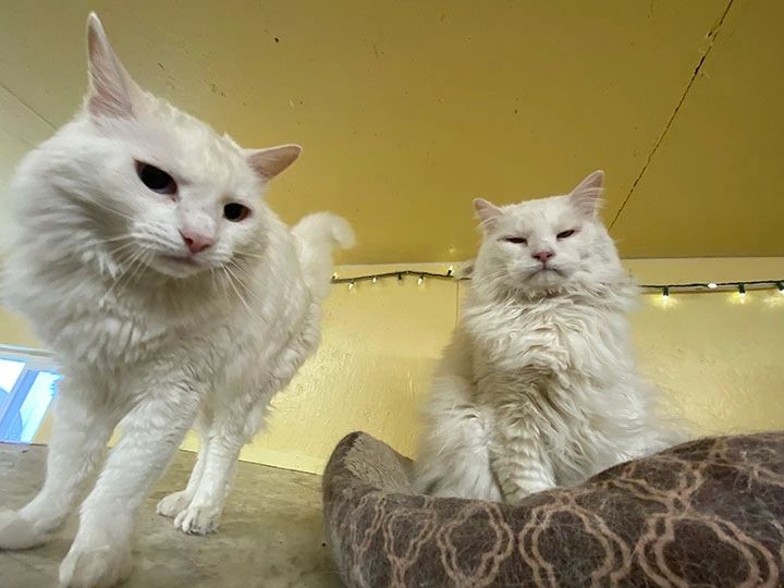 Two white cats with soft fur