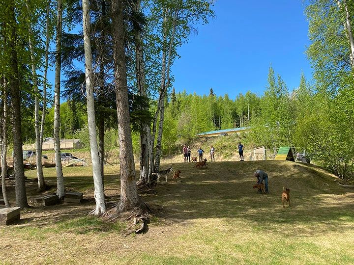 Outdoor gathering among trees and dogs