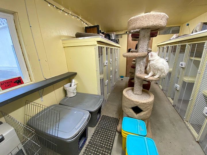 Pet shelter with cat climbing tree