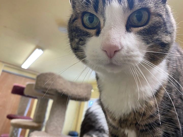 Cat with green eyes looking at camera