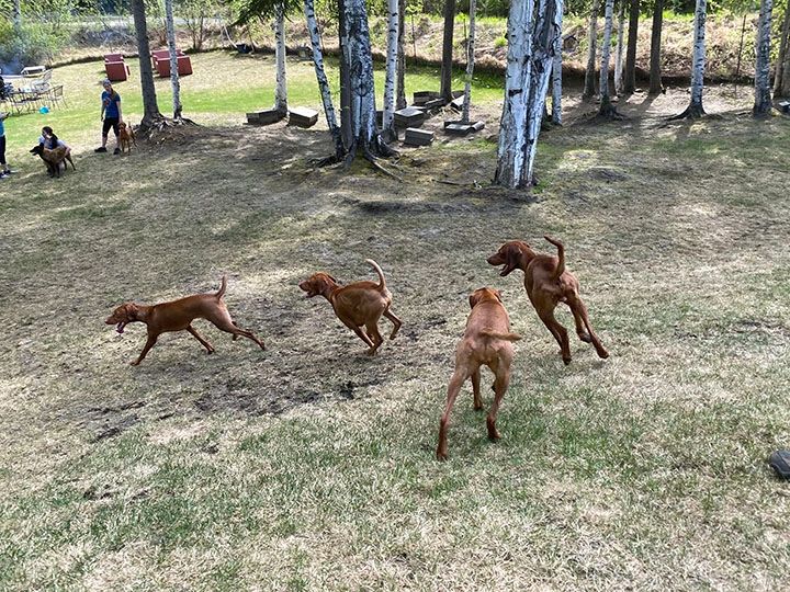 Four dogs running in park