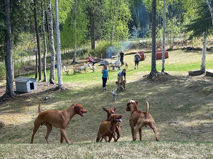 Dogs playing in grassy yard