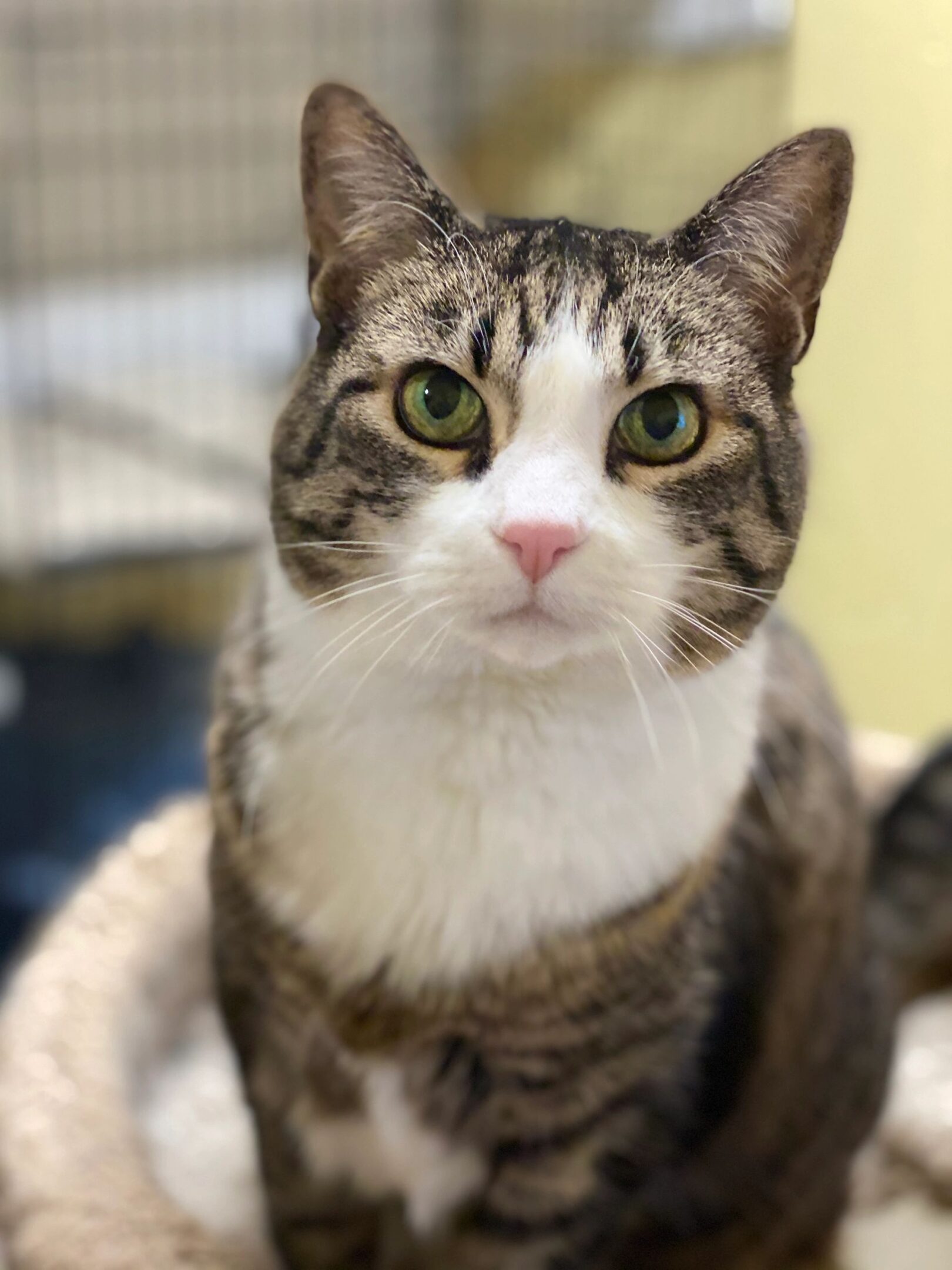 Striped cat with white chest indoors.