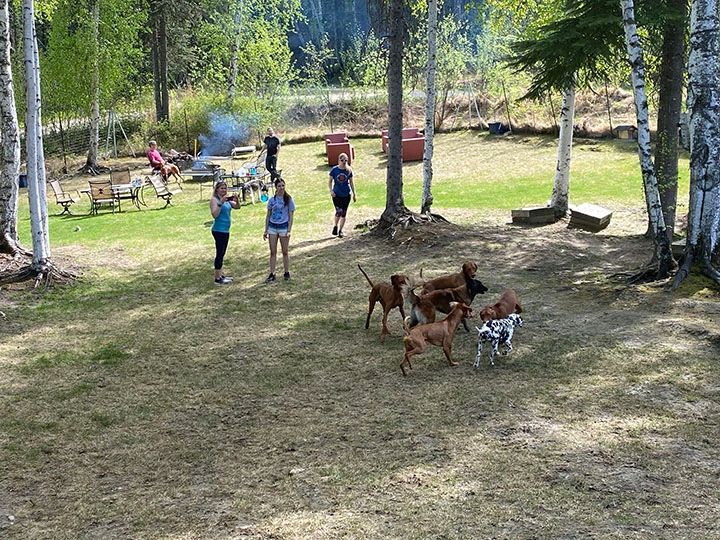 Dogs playing in a grassy park