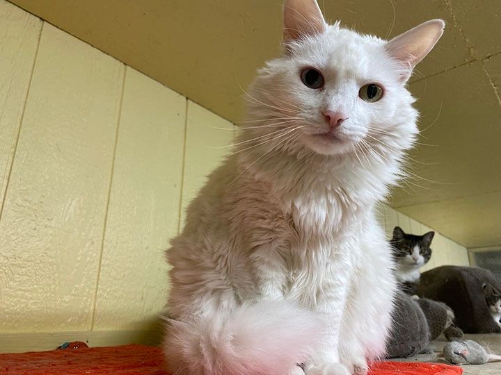 White cat with heterochromia eyes resting