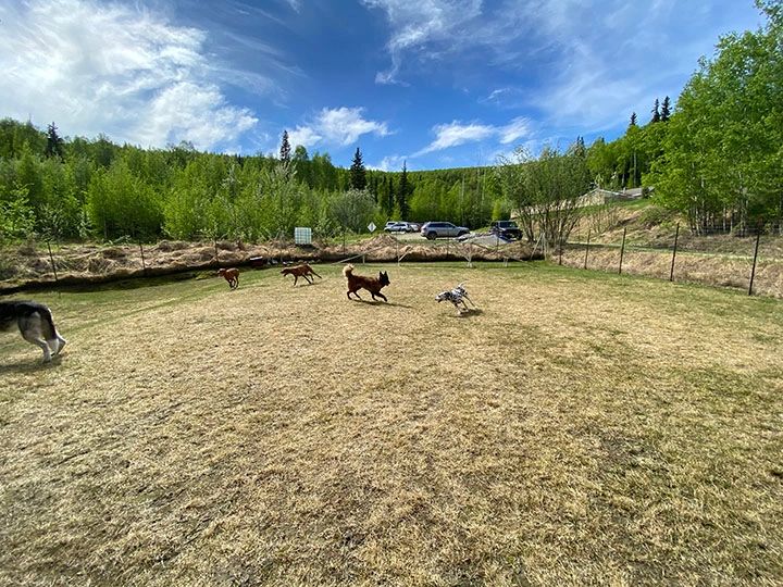 Dogs playing in grassy field