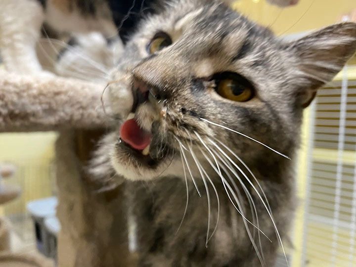 Tabby cat grooming itself
