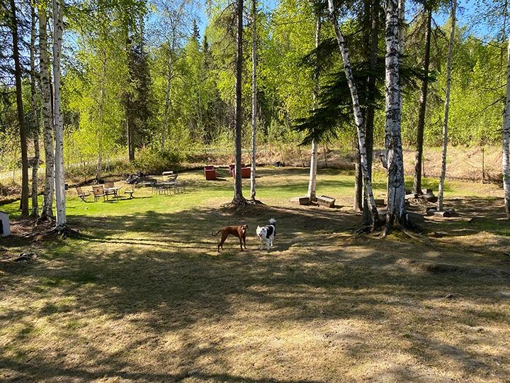 Peaceful backyard with chairs and dogs