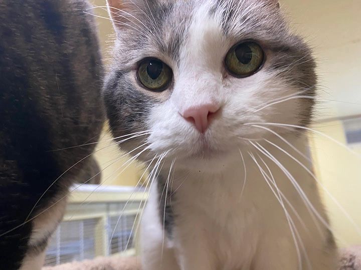 Cat with long whiskers staring intently