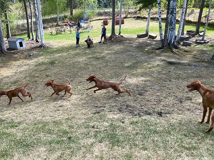 Dogs enjoying outdoor playtime in park