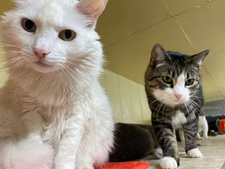 Furry feline friends together indoors