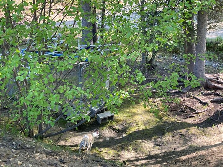 Dog exploring a wooded area