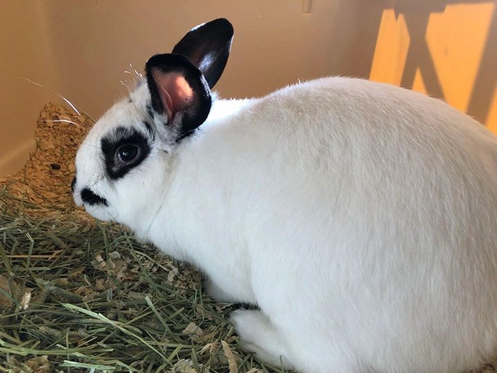 Black and white rabbit in sunlight