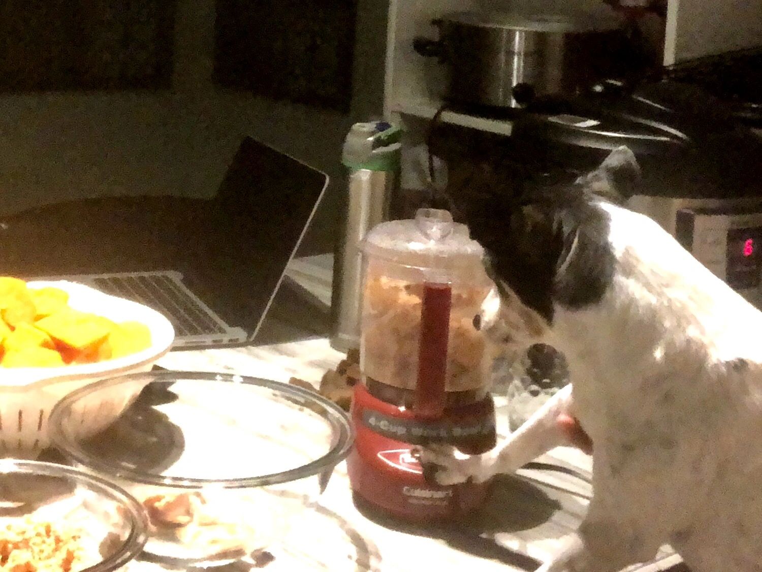 Dog investigates kitchen counter