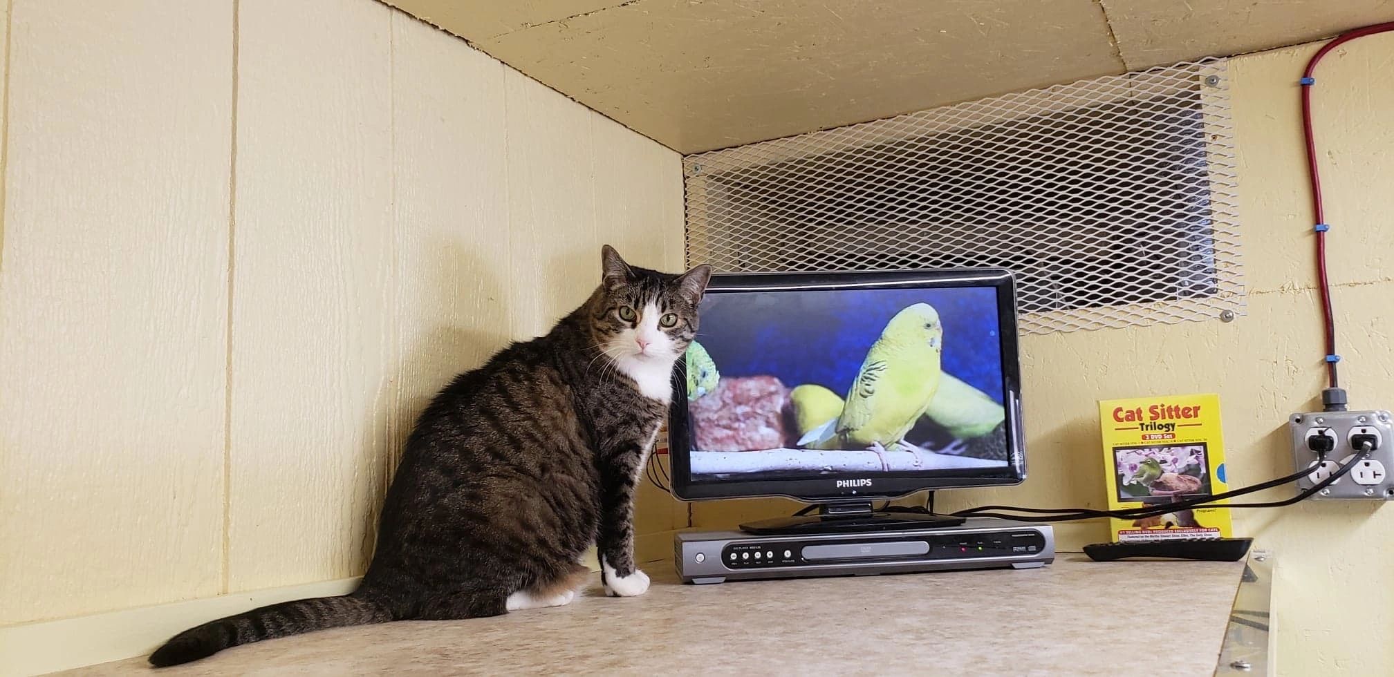 Cat intrigued by television program