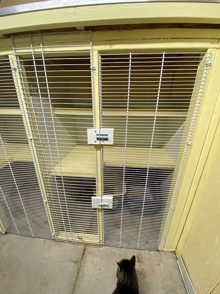 Small cat near wire kennel