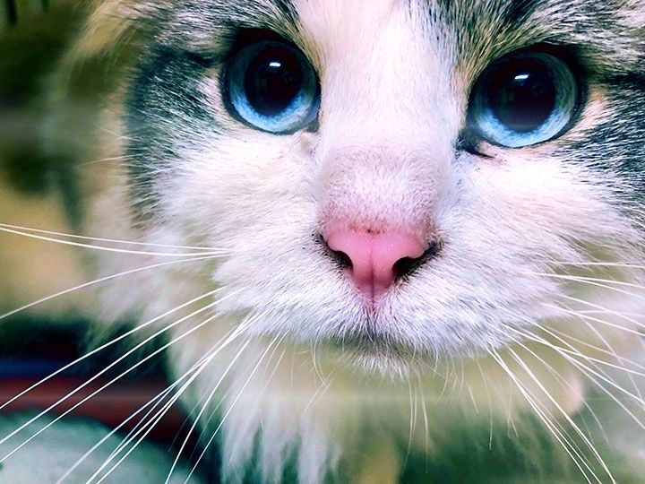 Close-up of a cat with blue eyes