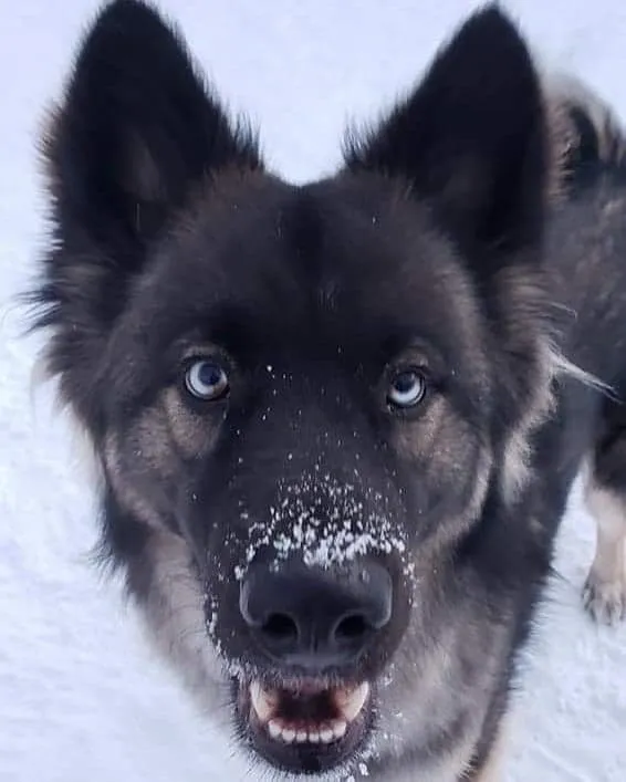 Husky with snow on its snout