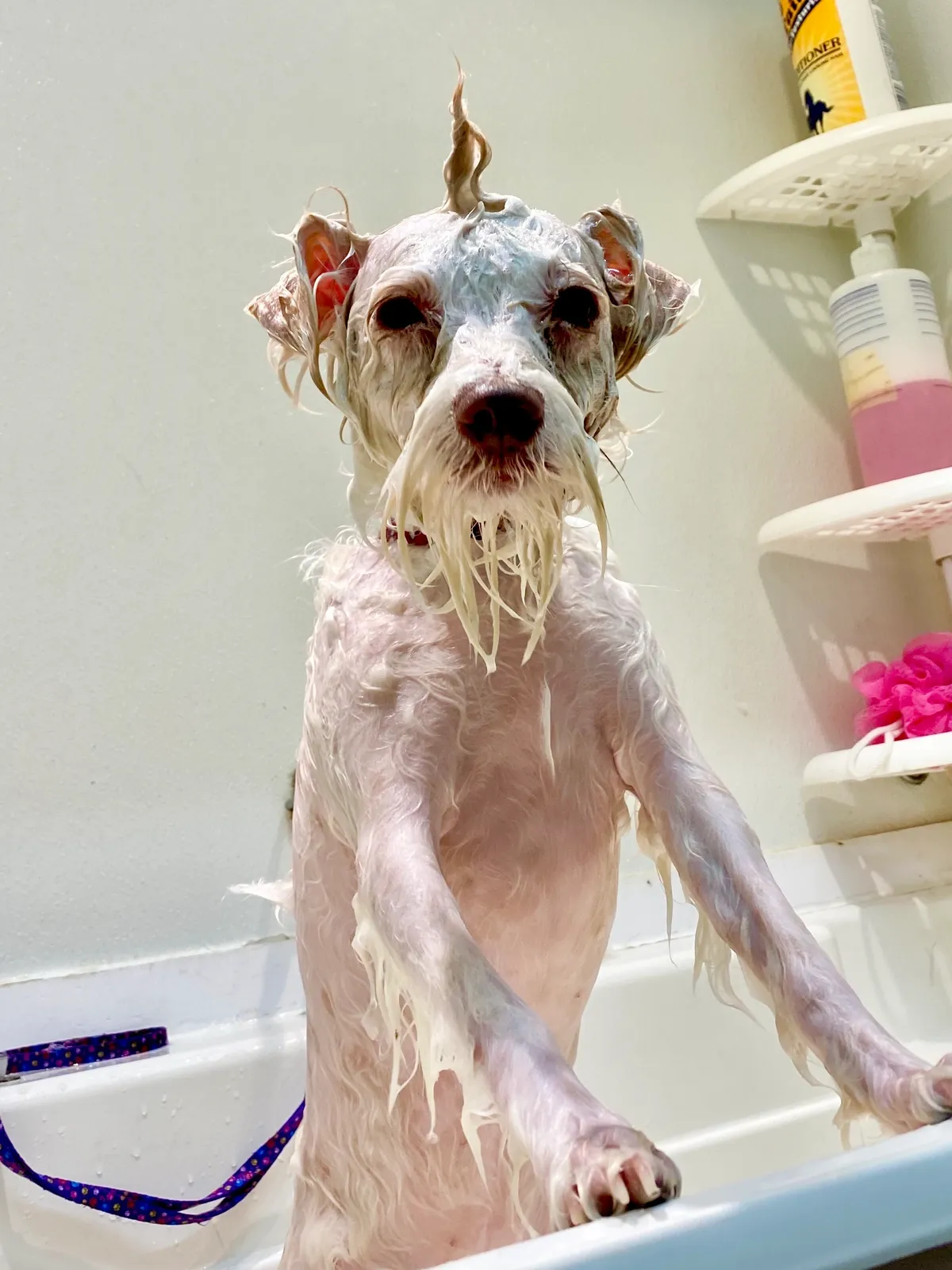 Dog getting a bath in tub