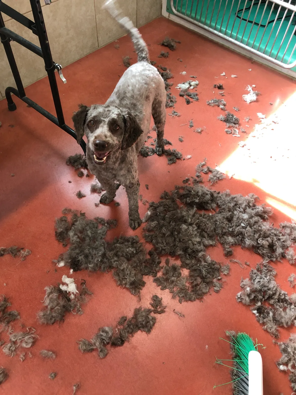 Dog standing amid trimmed hair