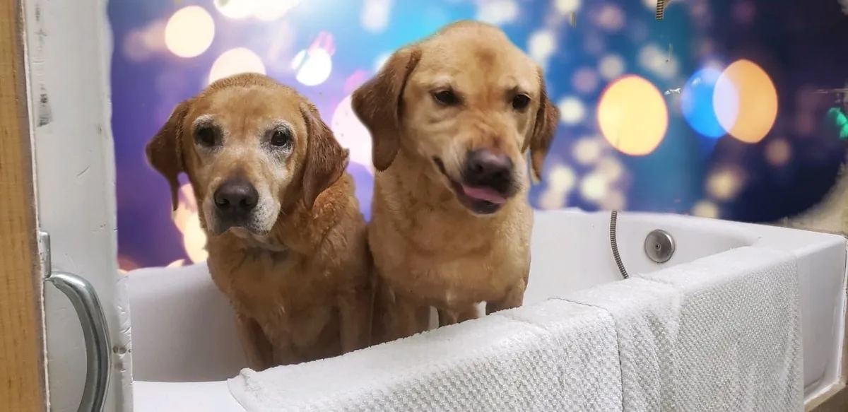 Happy dogs in a cozy bath