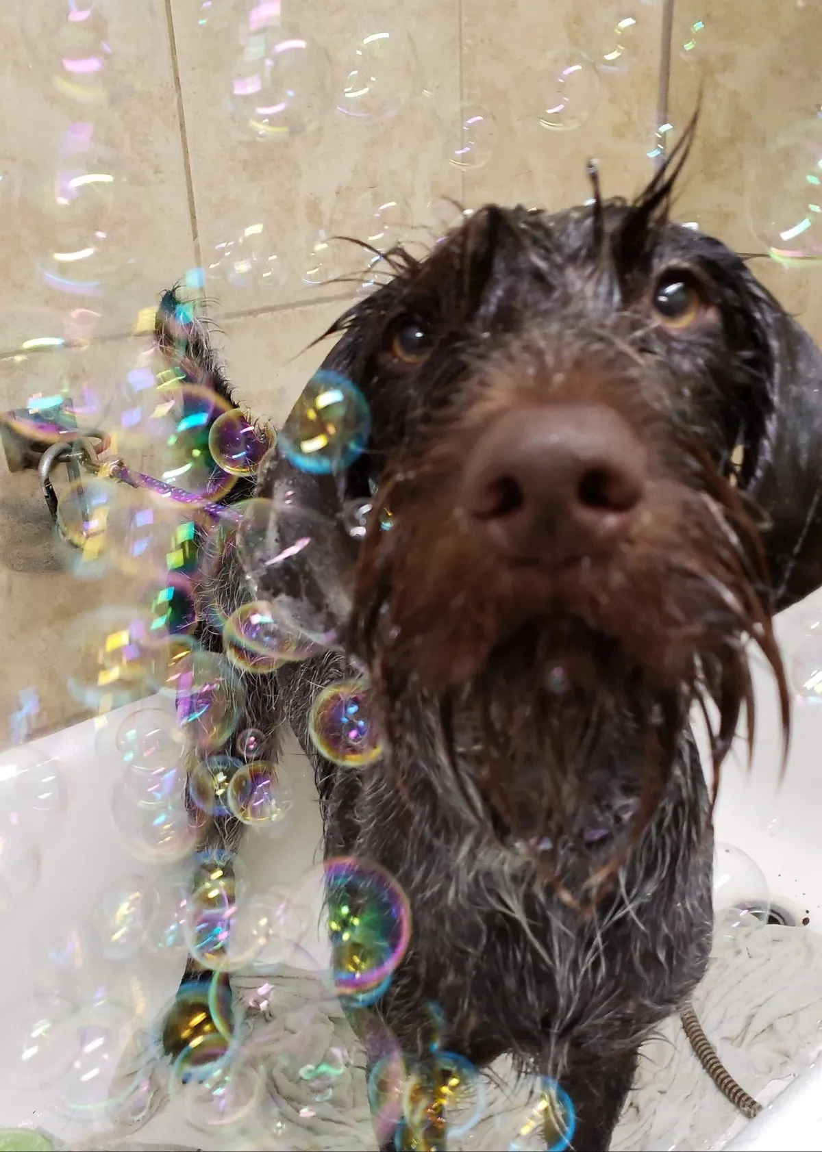 Scruffy dog enjoying bubble bath
