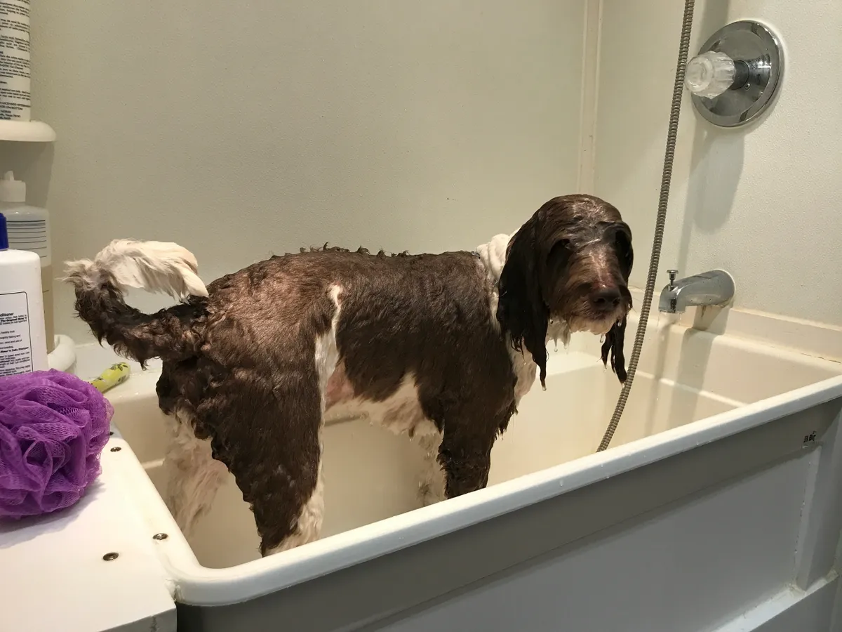 Brown and white dog getting bath