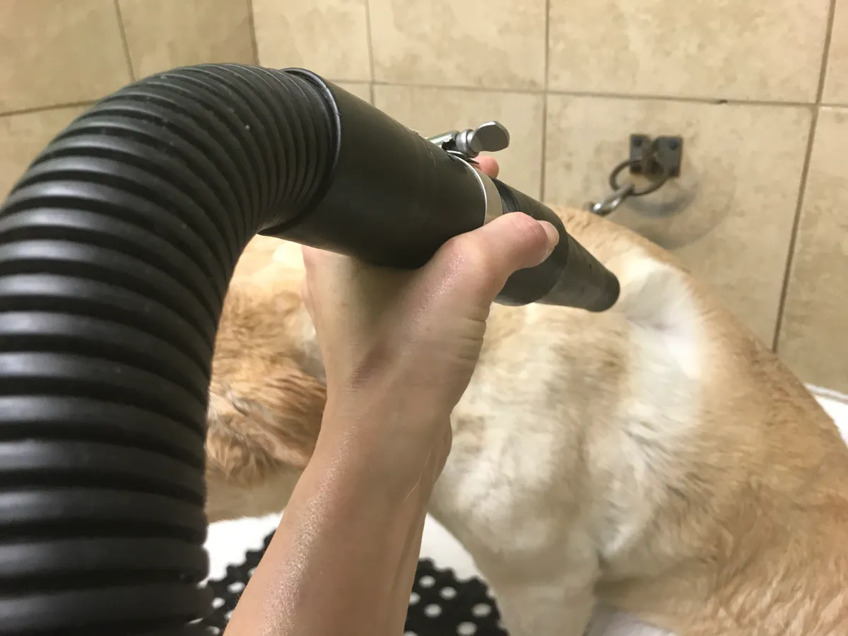 Pet grooming with a dryer
