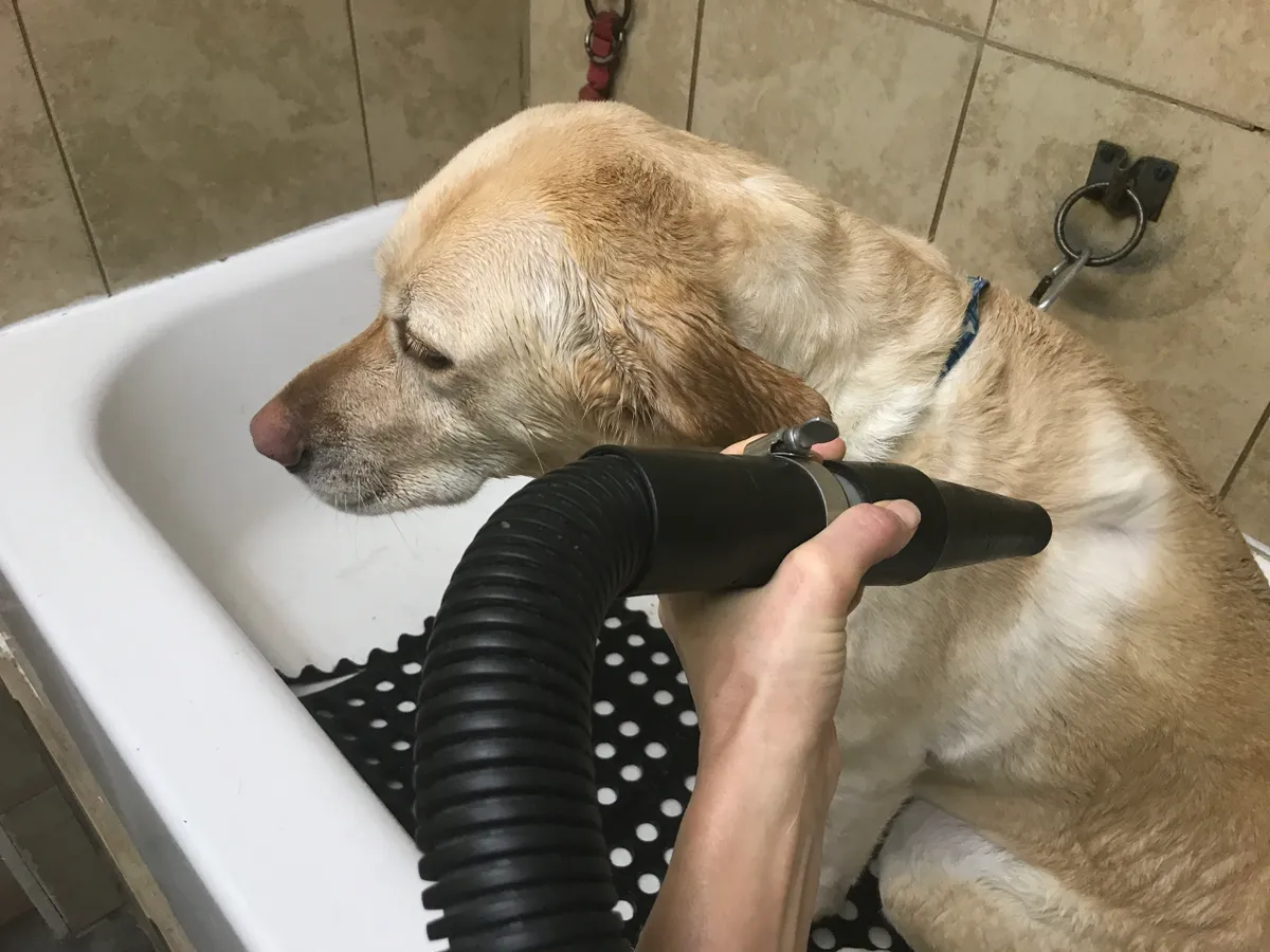 Dog being dried after bath