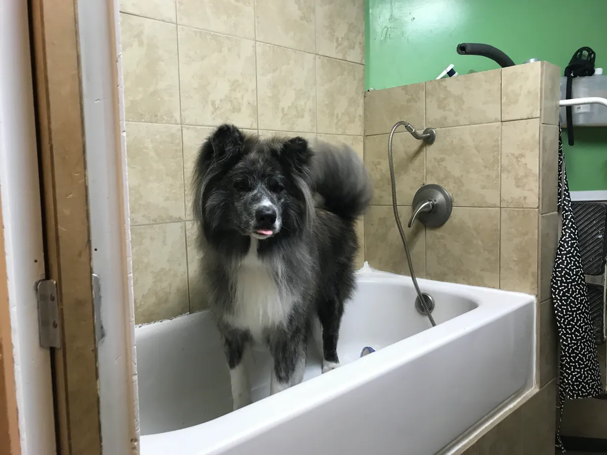 Fluffy dog in bathtub