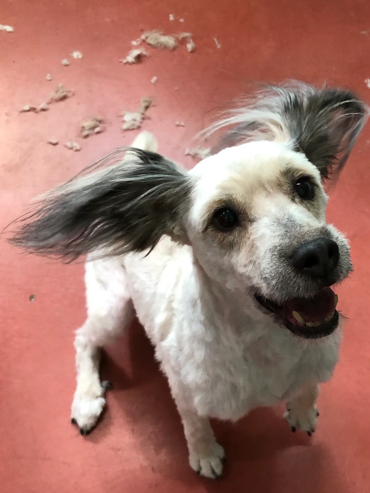 Happy dog with floppy ears