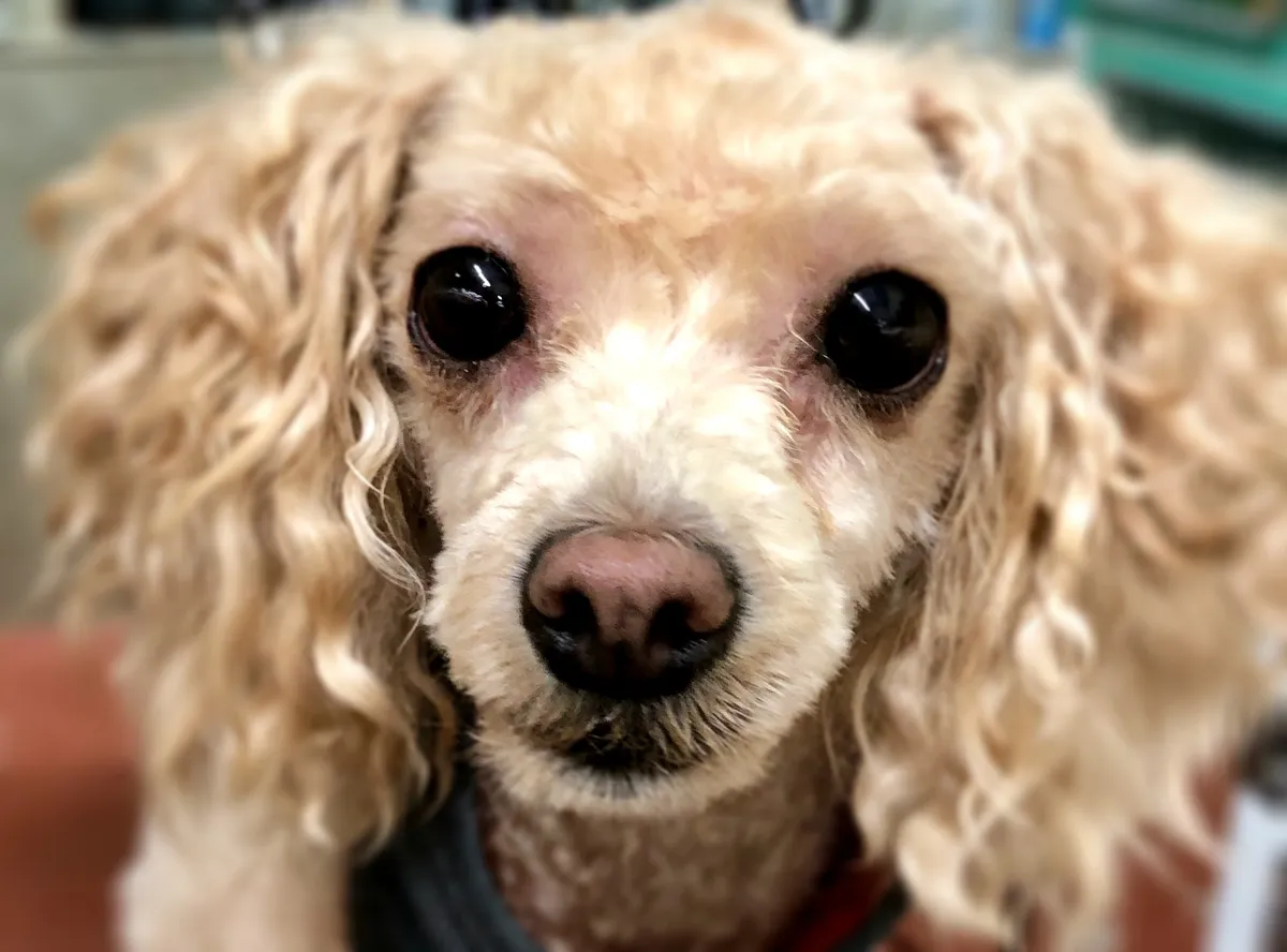 Close-up of a fluffy poodle