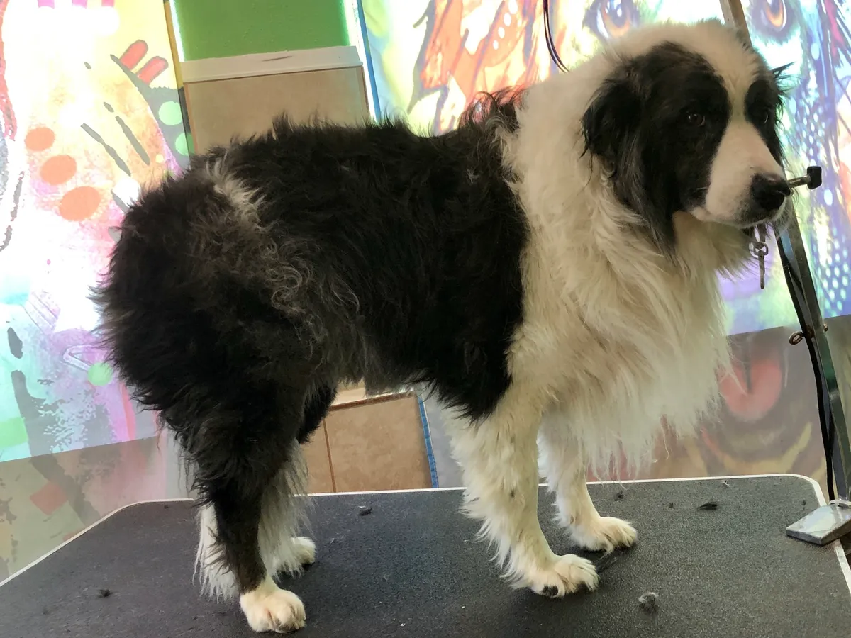 Black and white dog in grooming salon