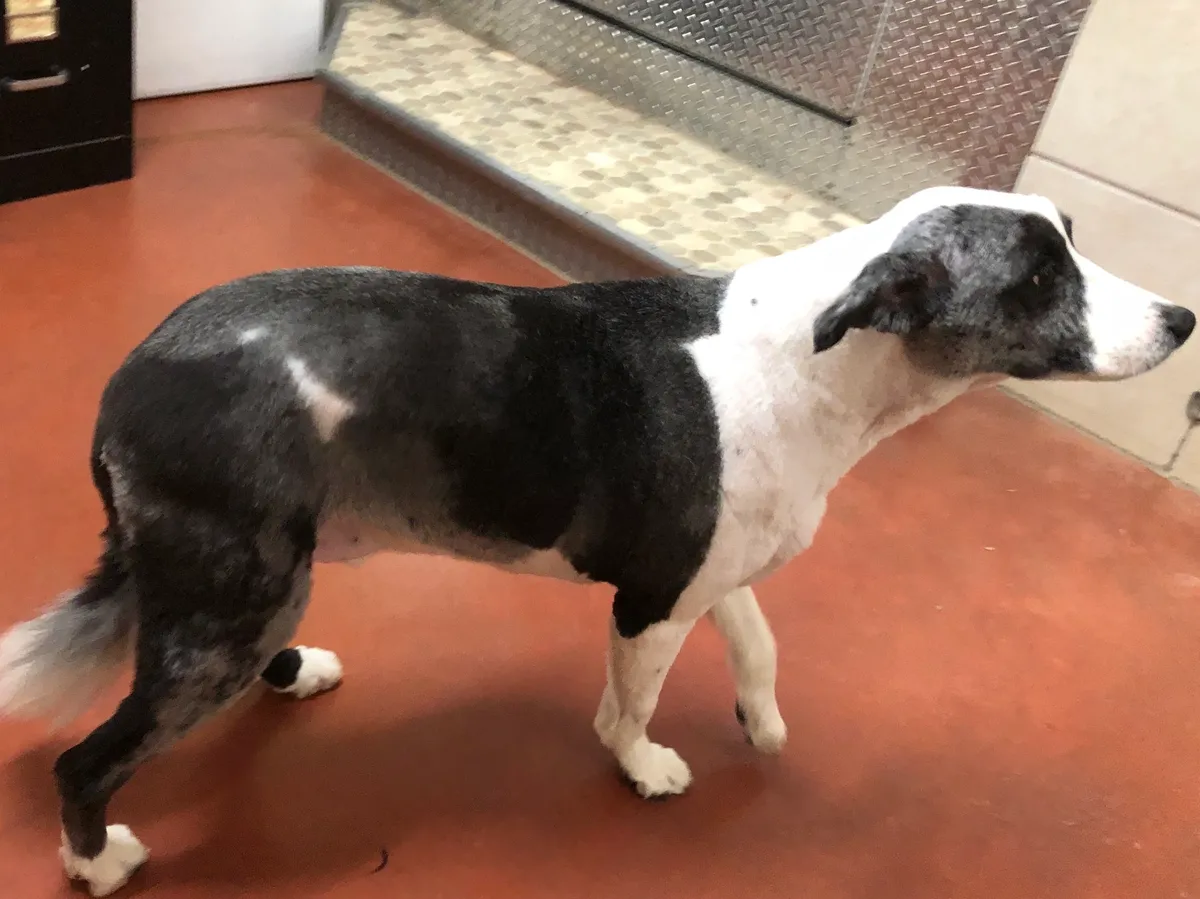 Black and white dog standing indoors
