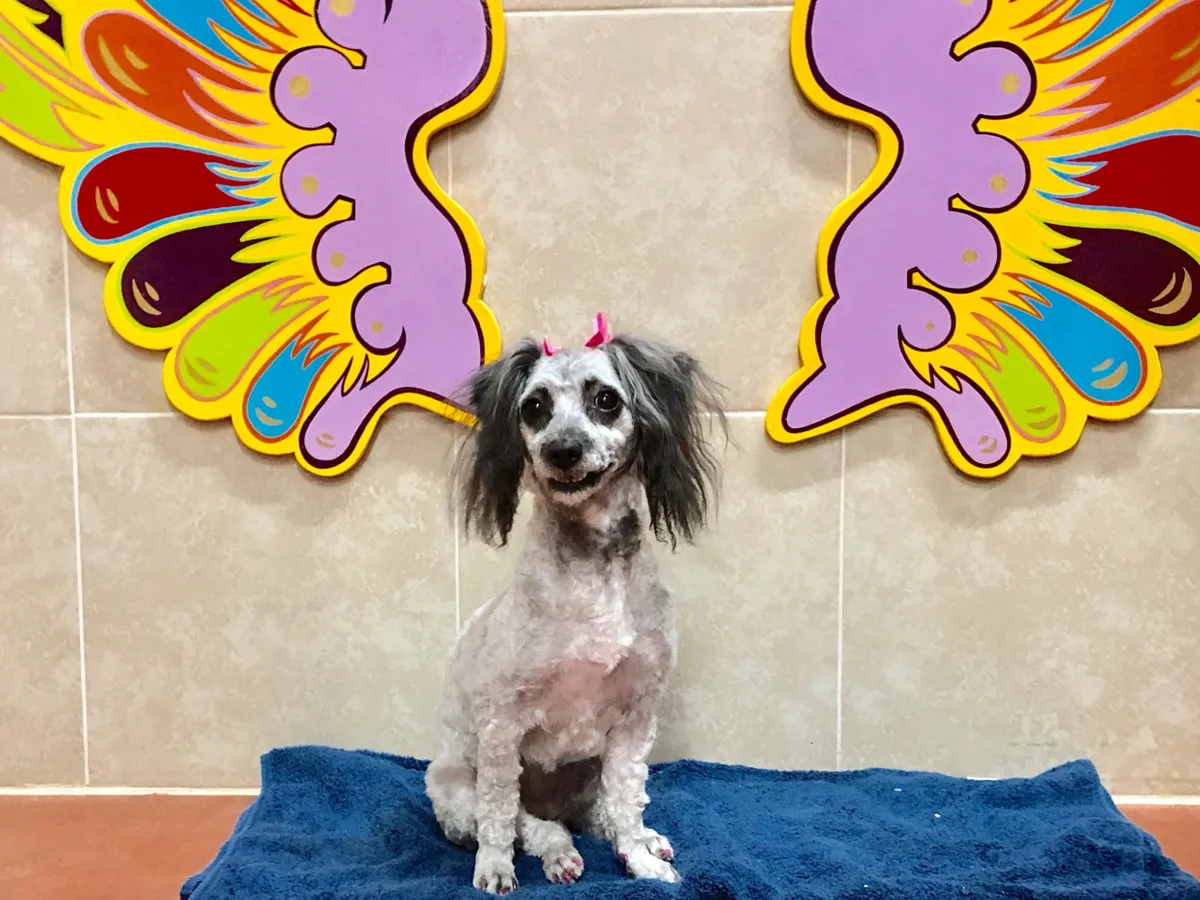 Small dog posing with wings