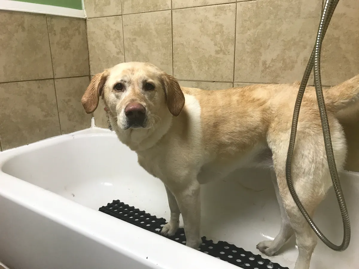 Dog standing in bathtub