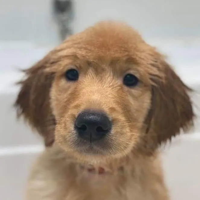 Golden retriever puppy with wet fur