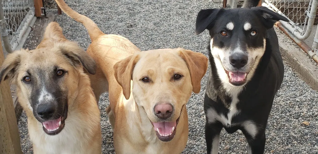 Trio of dogs on gravel path.