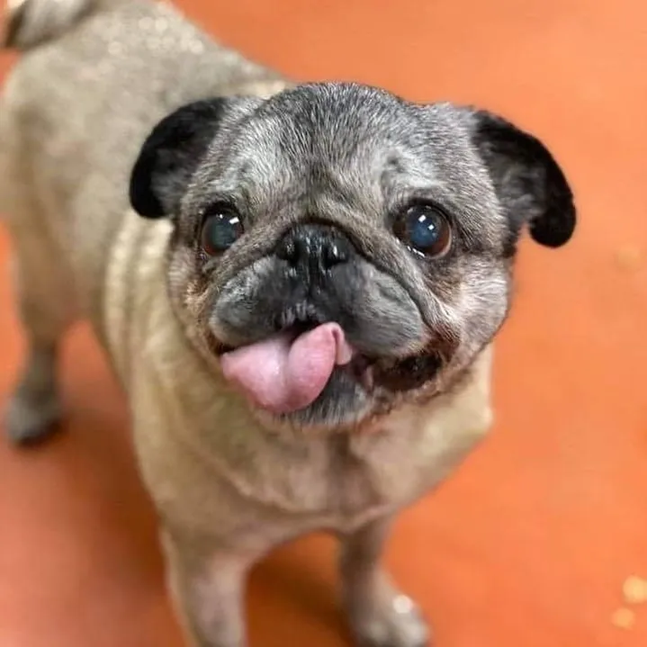 Happy pug on orange floor