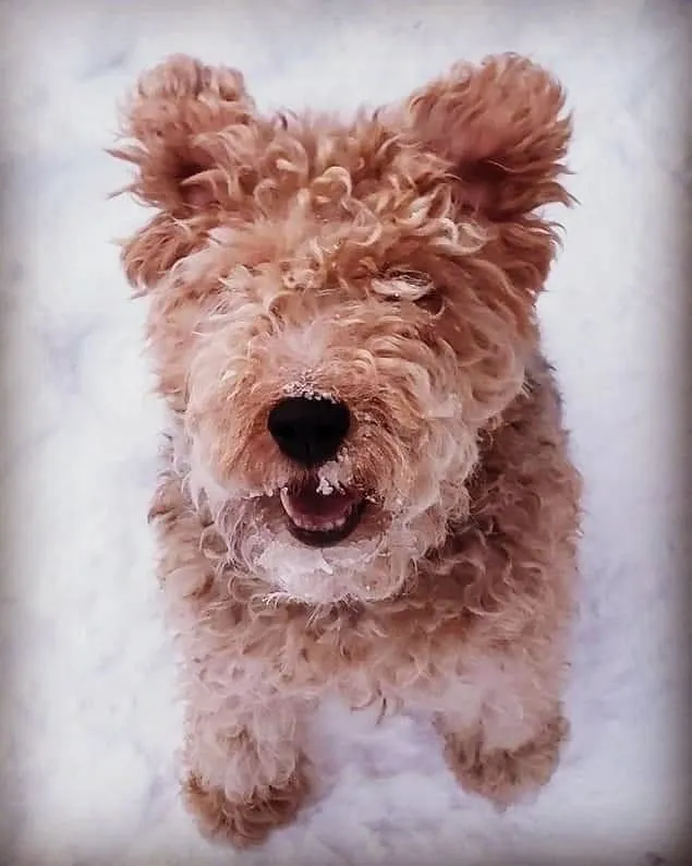 Curly-haired dog in snow