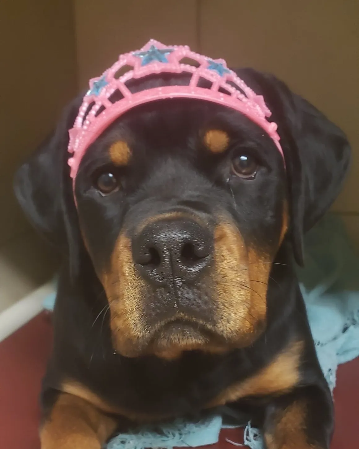 Cute dog in a jeweled headband